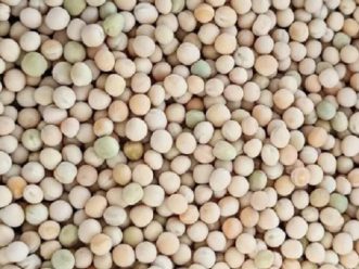 99-pure-organic-dried-raw-round-shape-white-pea-beans-for-cooking-use-553